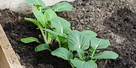 Hauptbild für Urban Gardens- Waterwise Gardening