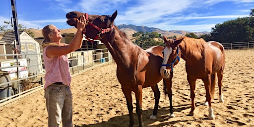 Imagen principal de Equine Therapy Workshop