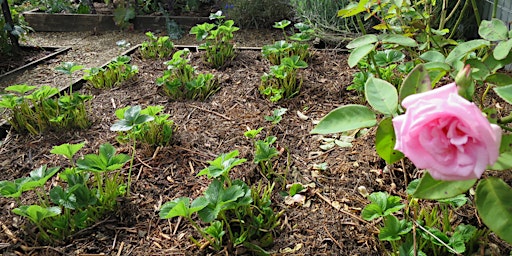 Hidden Valley Workshops: Growing Berries primary image