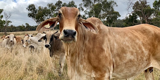 Business Decisions for Herd Profitability Workshop primary image