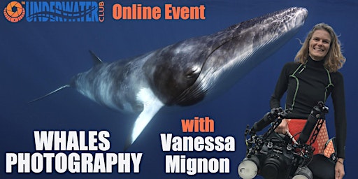 Photographing Whales Underwater  primärbild
