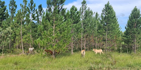 Trees & Cattle: Silvopasture Webinar primary image