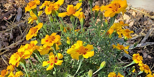 Hauptbild für Earth Day Volunteer Power Hour - Escalante Community Garden