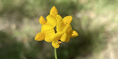 Spring BioBlitz at Hellyer Park primary image