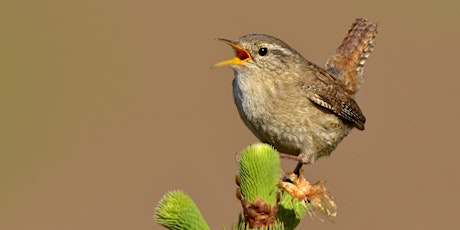 Dawn Chorus Walk  - Siccaridge Woods & Daneway Banks