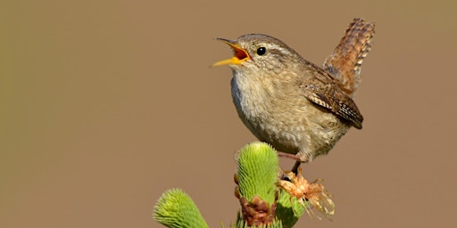 Imagem principal do evento Dawn Chorus Walk  - Siccaridge Woods & Daneway Banks