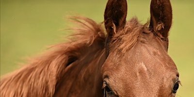 Image principale de Orientation to Horses 6 week course