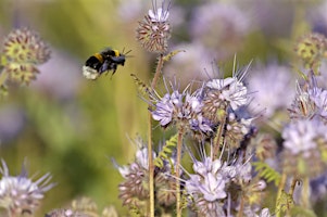 Hauptbild für Pollinator perfection