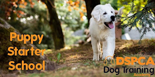 Hauptbild für Puppy  Starter School, Tuesday, DSPCA