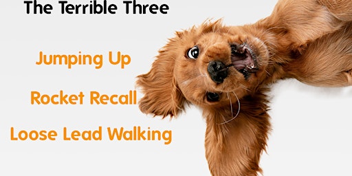 Immagine principale di Terrible Three (Jumping Up, Recall & Leash Manners) 8 MAX 