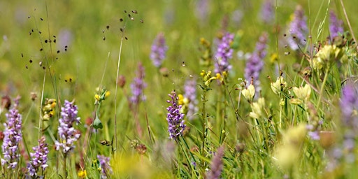 Imagem principal do evento Meadow madness - plants and pollinators at West Chevington
