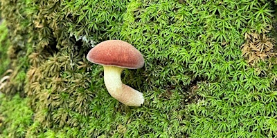 Hauptbild für Mushroom Walk