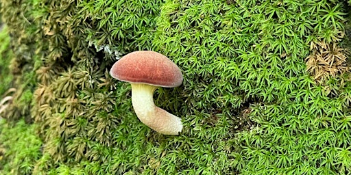 Mushroom Walk  primärbild