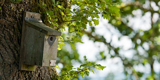Hauptbild für Family conservation crafts - bird boxes