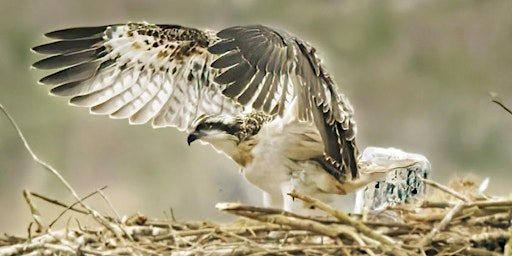 Image principale de Osprey watching at Gors Maen Llwyd