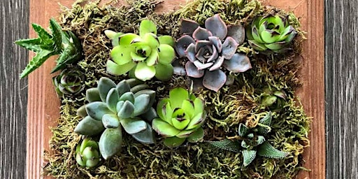 Imagem principal de Live Framed Succulent