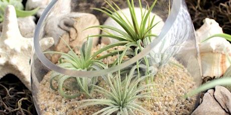 Air Plant Terrarium