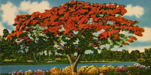 Symposium on History of The Royal Poinciana - Flamboyant - Flame Tree-FREE primary image