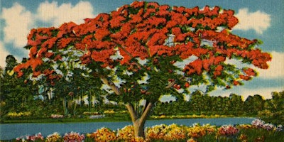 Symposium on History of The Royal Poinciana - Flamboyant - Flame Tree-FREE  primärbild