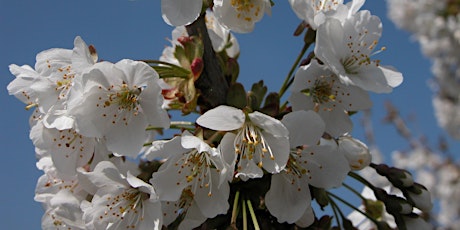 Gemme, fiori e boccioli