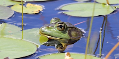 Image principale de Searching for Reptiles and Amphibians at Cawthra Mulock