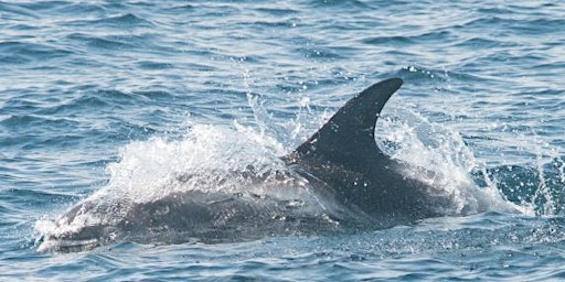 Imagem principal de North Sea pelagic cruise