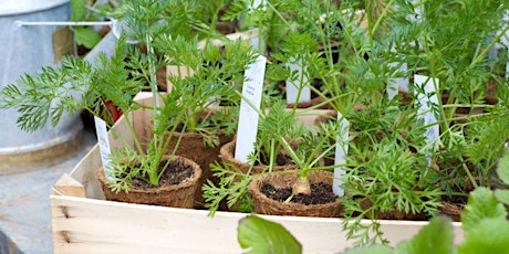 Herbal Wreath Making