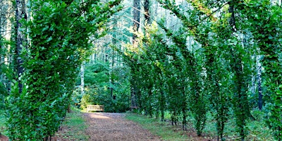 A Guided Forest Bathing Walk primary image