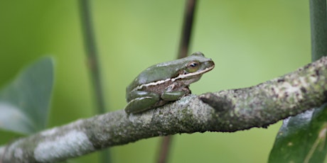 Frogs!