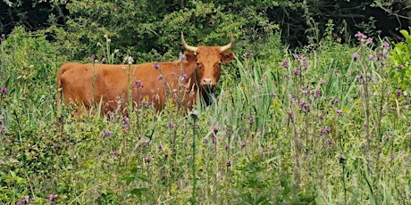 York City Nature Challenge - YWT Askham Bog Reserve Walks