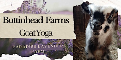 Hauptbild für Goat Yoga & Snuggle at Paradise Lavender Farm For All Ages