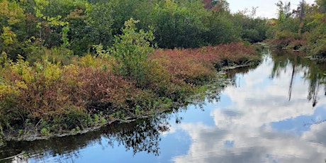 Monroe County Bog Plant Workshop