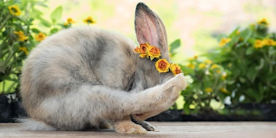 Imagem principal do evento Bunny Yoga + Meditation