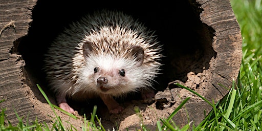 Hauptbild für AVANT L’HIBERNATION DU HÉRISSON