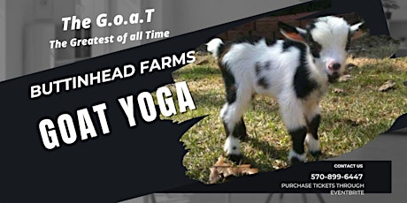 Goat Yoga & Wine Tolino Winery