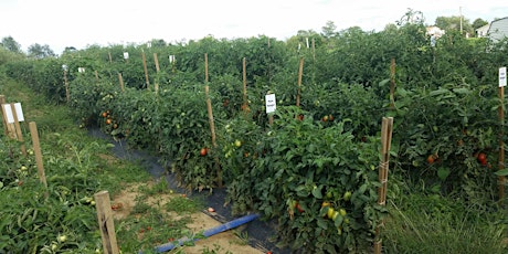 Growing Garden Tomatoes