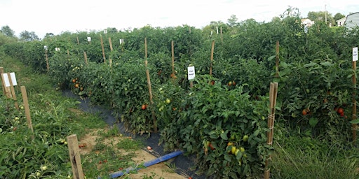 Primaire afbeelding van Growing Garden Tomatoes