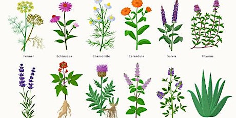 Growing medicinal and culinary herbs