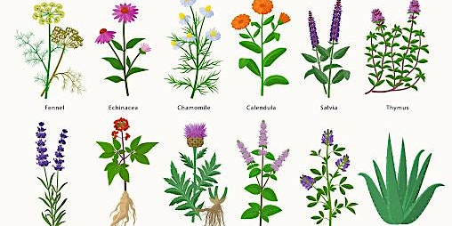 Growing medicinal and culinary herbs primary image