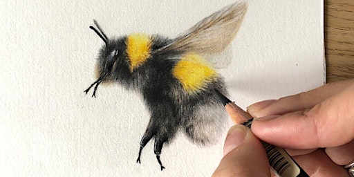 Draw a Bee with Artist Megan Elizabeth  primärbild