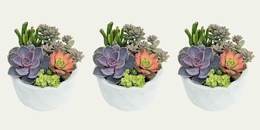 Succulent Bowl Workshop @ Replenish General Store  primärbild