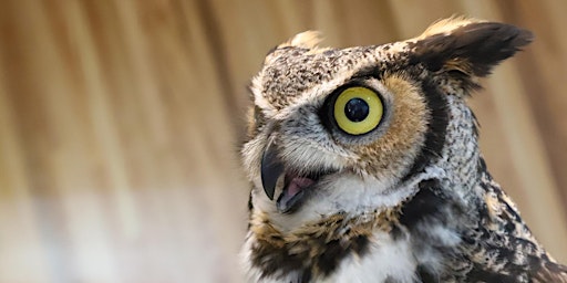 Riverside Raptor Bird Show  primärbild