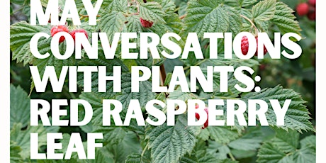 Conversations with Plants: Red Raspberry Leaf!