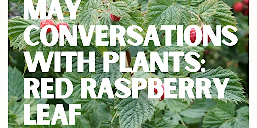 Imagem principal do evento Conversations with Plants: Red Raspberry Leaf!