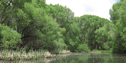 Immagine principale di Mindful Meandering: Tuning into Nature Through Seeing 