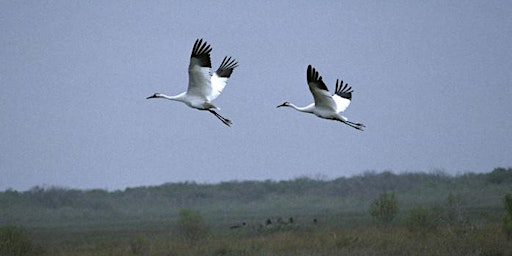 Cranes Over Indiana, IWF Member Get-Together primary image