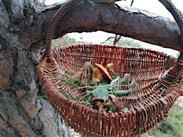 Hauptbild für Useful Nature foraging walk