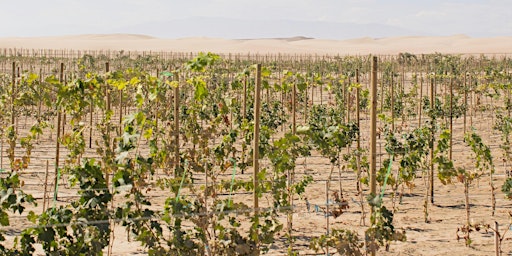 Image principale de The Grape, The Harvest & The Winemaker: Magical wines from extreme climates