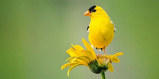 Hauptbild für Basic Birding for Family Fun