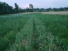 Immagine principale di The 2024  Garlic  Scapes Scavanger Party 